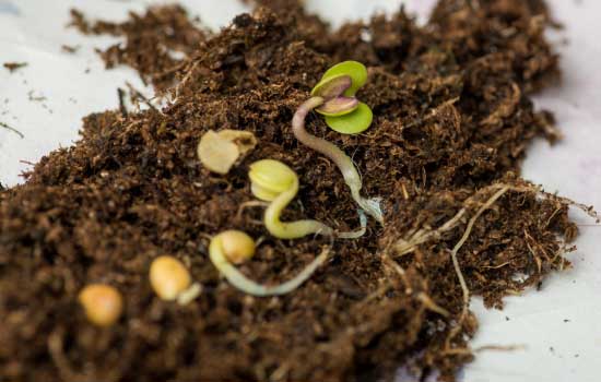 Lettuce seeds sprout in dark soil, indicating growth.