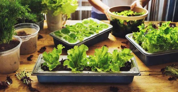 Growing fresh lettuce in containers on a wooden table indoors.