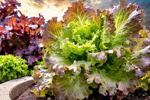 Lush leaf lettuce growing in full sun, showcasing its loose form and vibrant colors.