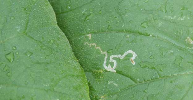 A leaf miner larva, showing the path it has eaten through the lettuce leaf.