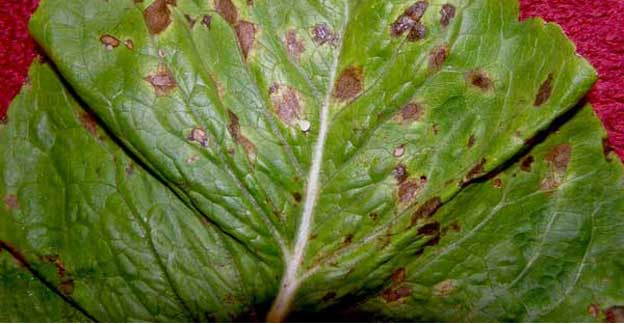 A lettuce green leaf with visible brown spots and blemishes indicates leaf spot disease.