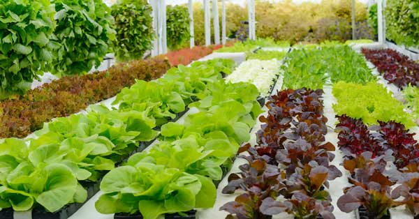 Different lettuce varieties in various stages of growth, showcasing the benefits of proper fertilizing.