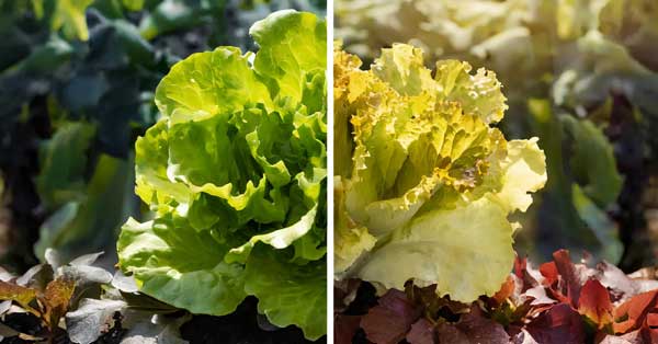 lettuce with nutrient deficiencies (yellowing leaves, stunted growth) and other healthy lettuce.
