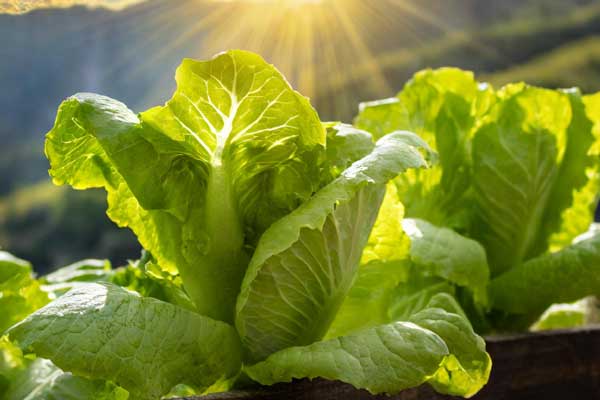 Romaine lettuce plants with upright leaves stretching towards the sun.