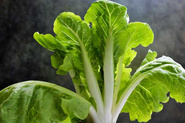 Stem lettuce with thick, edible stems reaching above the green leaves.