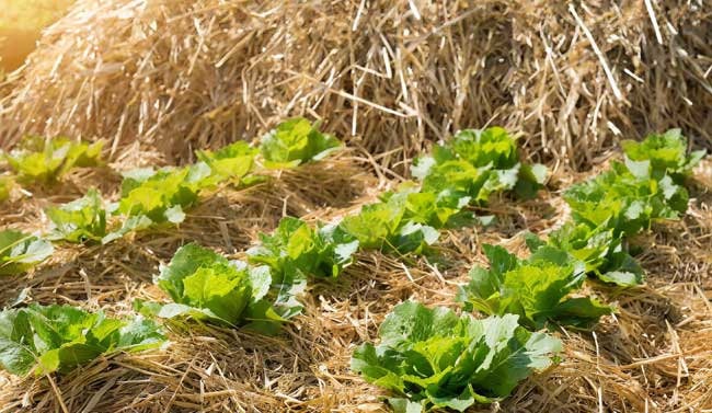 Straw mulch protecting lettuce plants from harsh sun and heat.