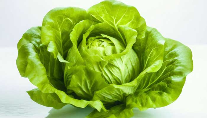 Bibb lettuce head, light green, loose leaves, close-up.