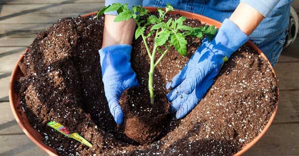 someone gardening, adding compost to the soil around the base of a tomato plant to improve drainage.