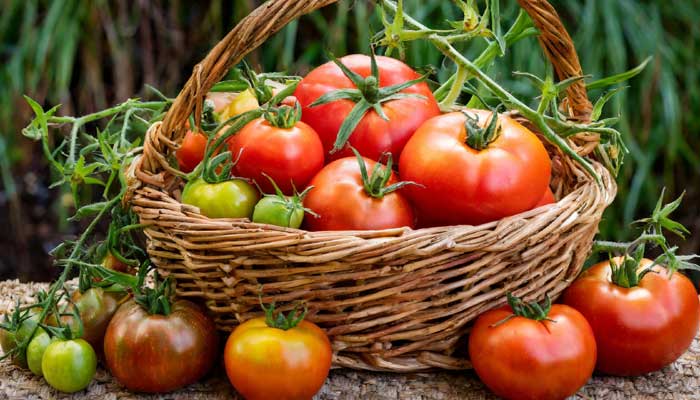 Basket full of ripe, homegrown red tomatoes.