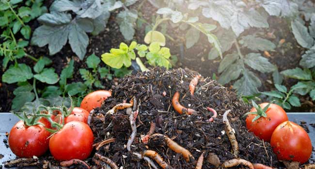 Rich brown compost pile with worms.