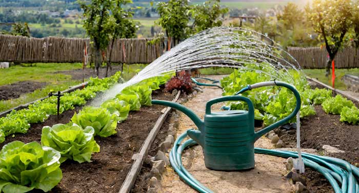 Variety of watering methods for lettuce plants, including drip irrigation, soaker hose, and watering can.
