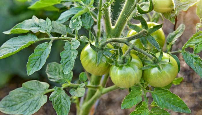 A healthy tomato plant with green tomatoes.