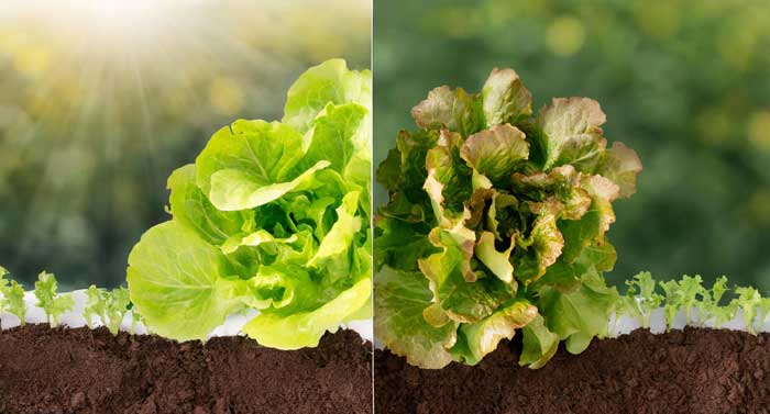 Comparison of healthy and unhealthy lettuce plants (overwatered vs. underwatered).