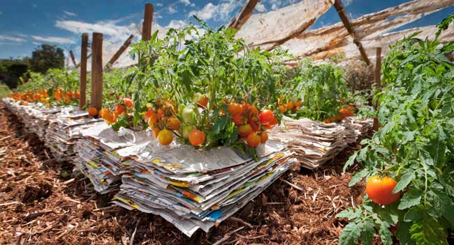 Overlapping sheets of newspaper used as tomato mulch for weed suppression and moisture retention. 