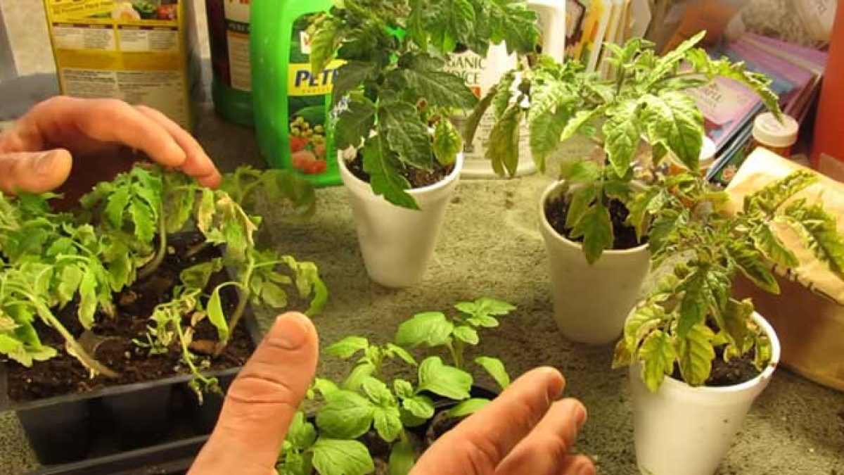 Over-Fertilized Tomatoes SOS: Diagnose & Fix It Now! - ToAgriculture