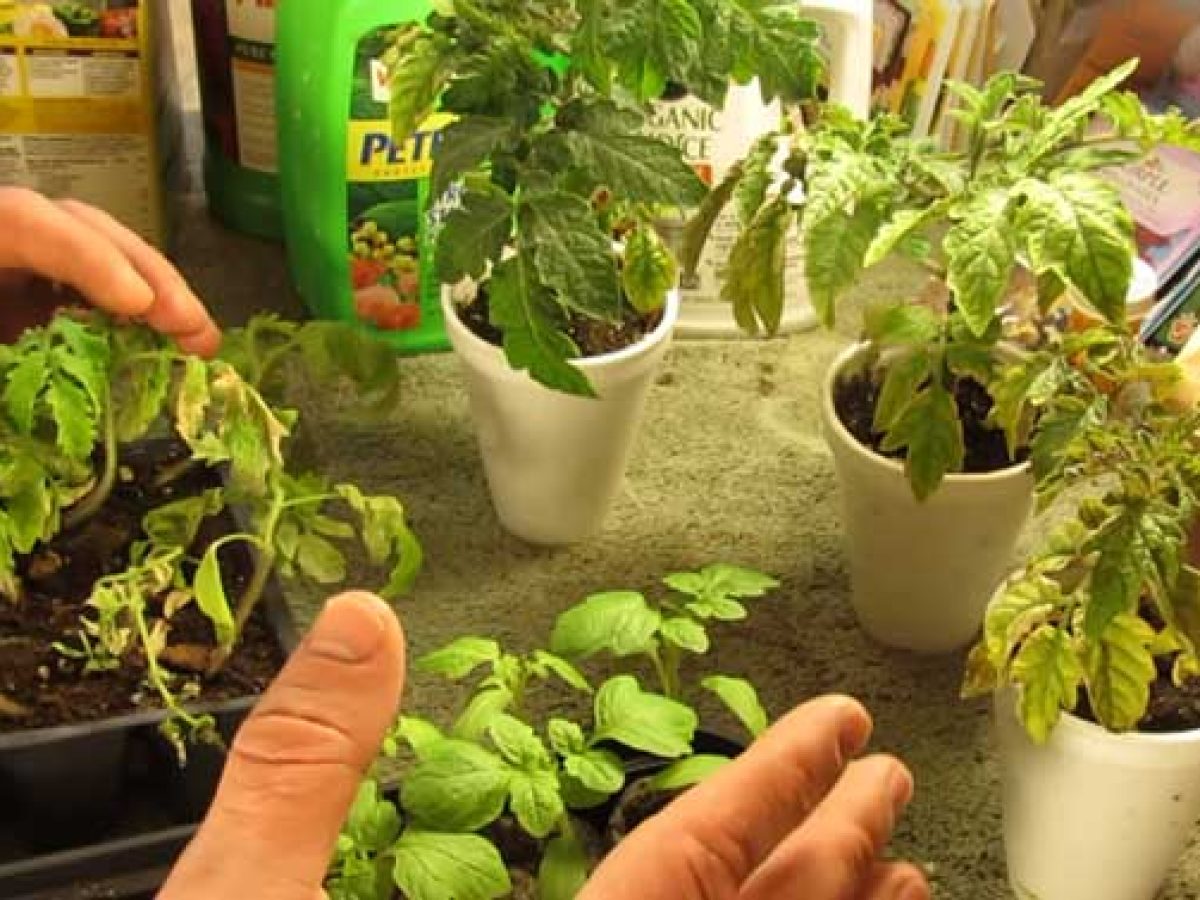 Over-Fertilized Tomatoes SOS: Diagnose & Fix It Now! - ToAgriculture