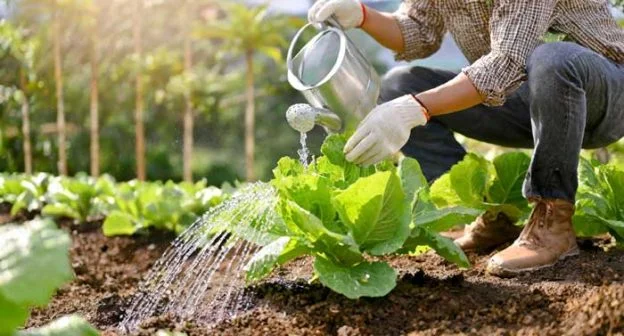 A Person watering lettuce plants at the base with a watering can.