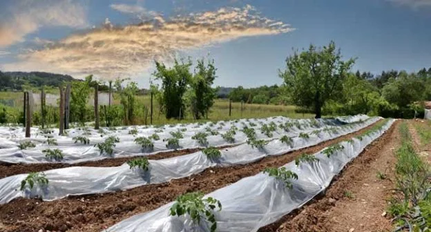 White plastic mulch sheets neatly laid around rows of tomato plants for weed control, moisture retention, and early season warming.