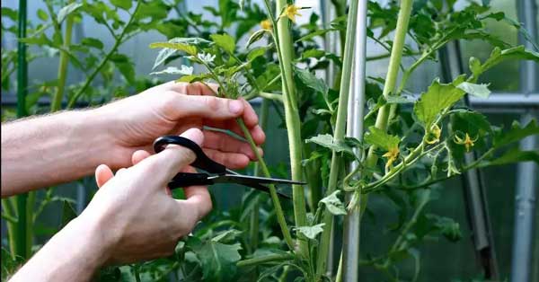 someone carefully pruning an overwatered tomato plant, removing damaged or diseased leaves and branches.