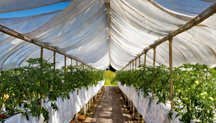 Tomato plants covered by a white shade cloth canopy for sun protection.