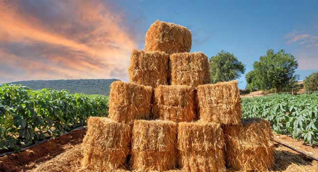 Bales of golden straw for tomato mulch, offering insulation, moisture retention, weed suppression, and organic matter as it decomposes.