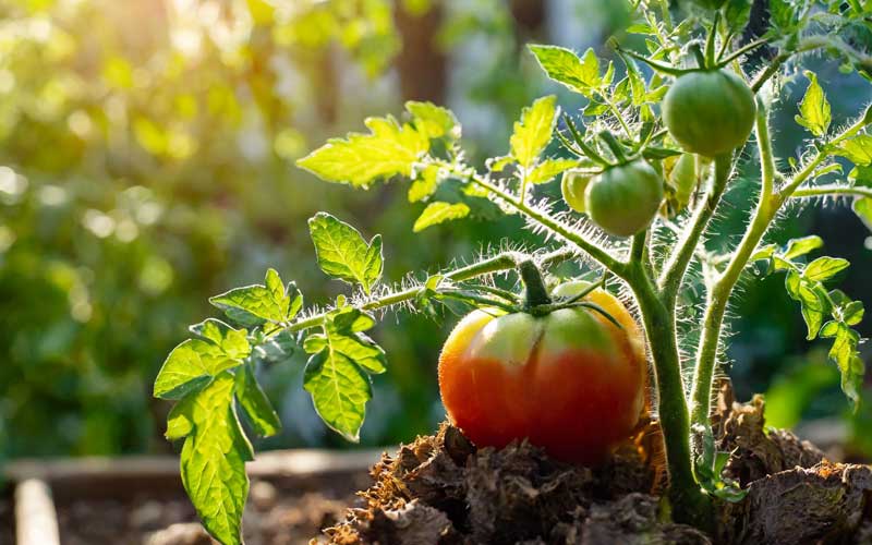 Sunny garden with healthy tomato plants.
