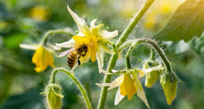 Tomato flowers with pollen, a beautiful flower and a bee.