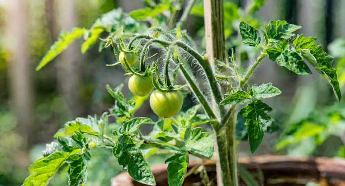 Close-up view of healthy tomato plant with green leaves and no flowers.