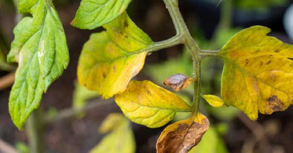 A tomato plant with lower leaves that have turned yellow, while the upper leaves may still be green.