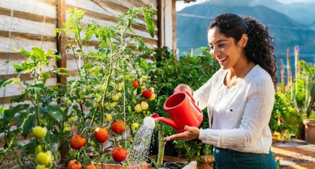 A woman watering tomatoes in a home garden, demonstrating proper watering techniques according to plants' needs.