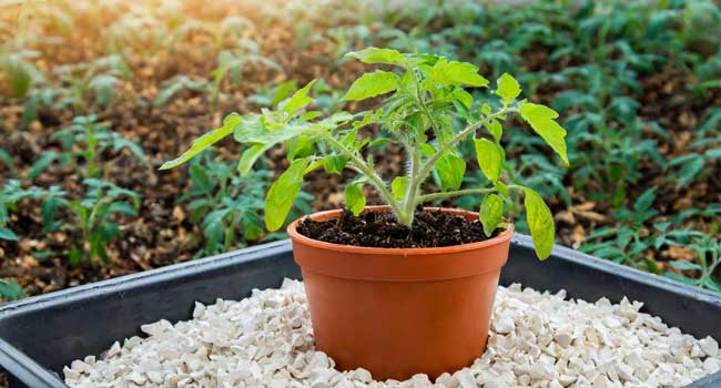 A healthy tomato plants in a pot without fruit surrounded by a layer of smooth white gravel mulch.