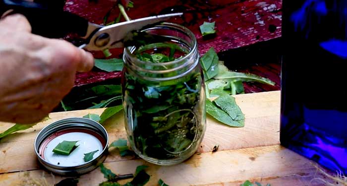 A person is using scissors to cut wild lettuce leaves into a glass jar on a wooden surface.