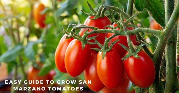 Ripe red tomatoes on a vine with green leaves with the text "easy guide to growing San Marzano tomatoes.