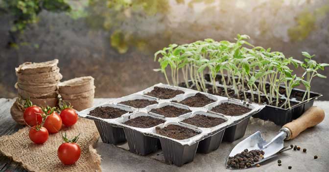 Separate images showcasing tomato seeds in a packet and healthy seedlings in a tray.