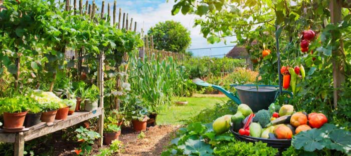 A thriving garden overflowing with vegetables and fruits.