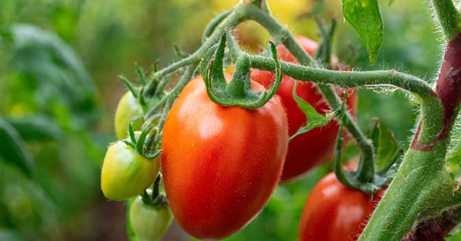 A red ripe San Marzano tomato is ready to be harvested.