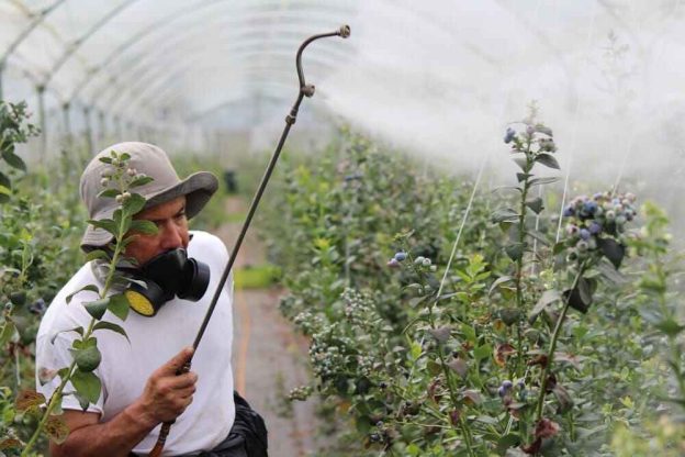 A worker sprays plants in a greenhouse, wearing protective gear to ensure safe applications of fungicide and plant health.