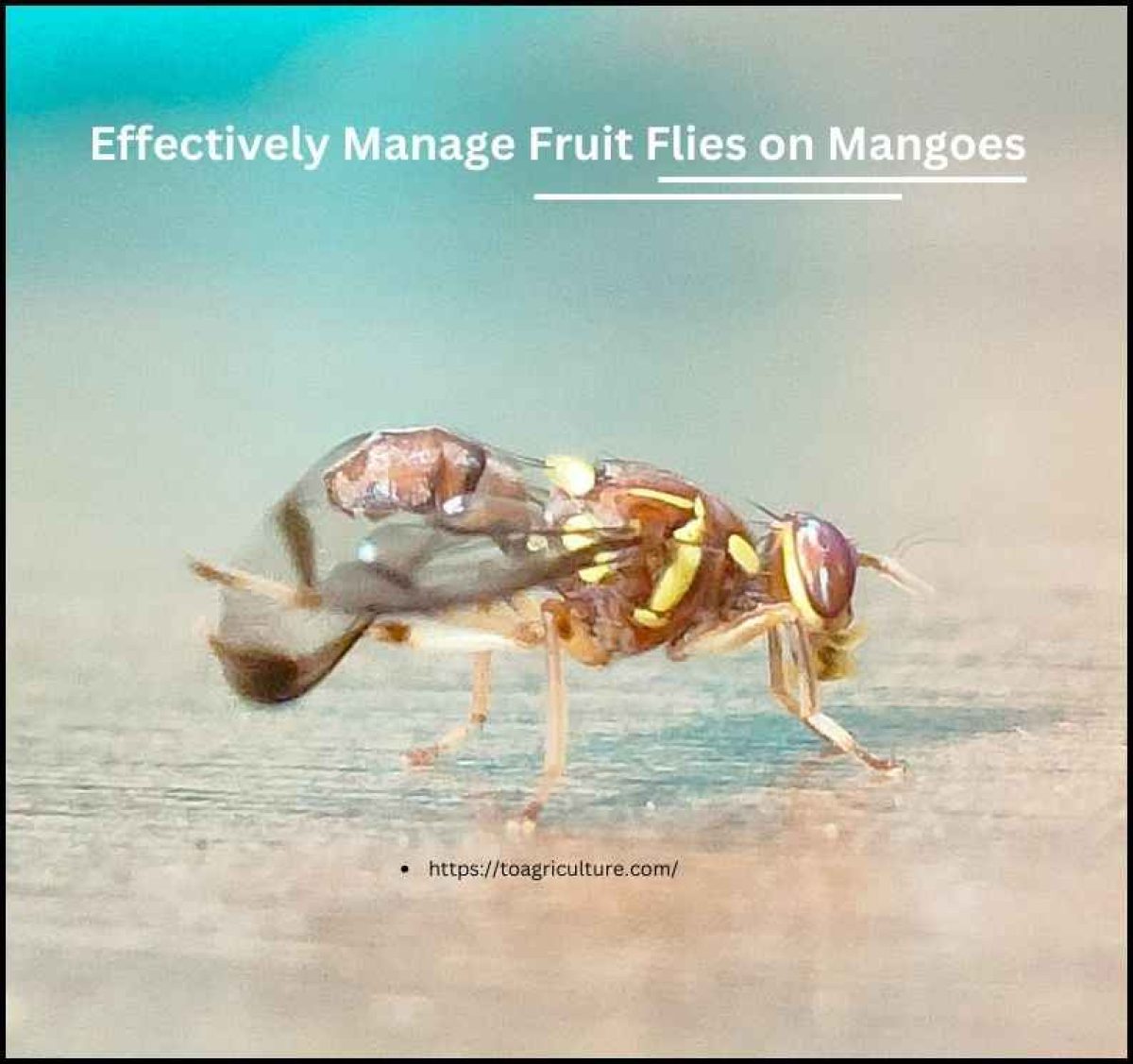Mango Fly Insect How To Prevent Mango Fruit Flies