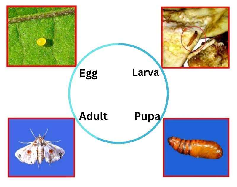 The Eggplant Fruit and Shoot Borer - ToAgriculture