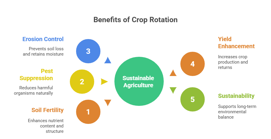 Crop Rotation and Its Amazing Benefits - ToAgriculture